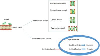 Targeting Multidrug Resistance With Antimicrobial Peptide-Decorated Nanoparticles and Polymers